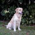 1999 09 05 Dana sitz unterm Nussbaum.jpg