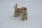 Ilea im Schnee