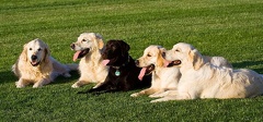Gruppenfoto der Hundemodels