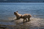 Baden im Bodensee