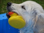 ich hab die Ente gefunden
