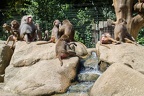 im Zoo