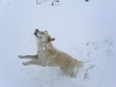 Ilea gefällt der Schnee