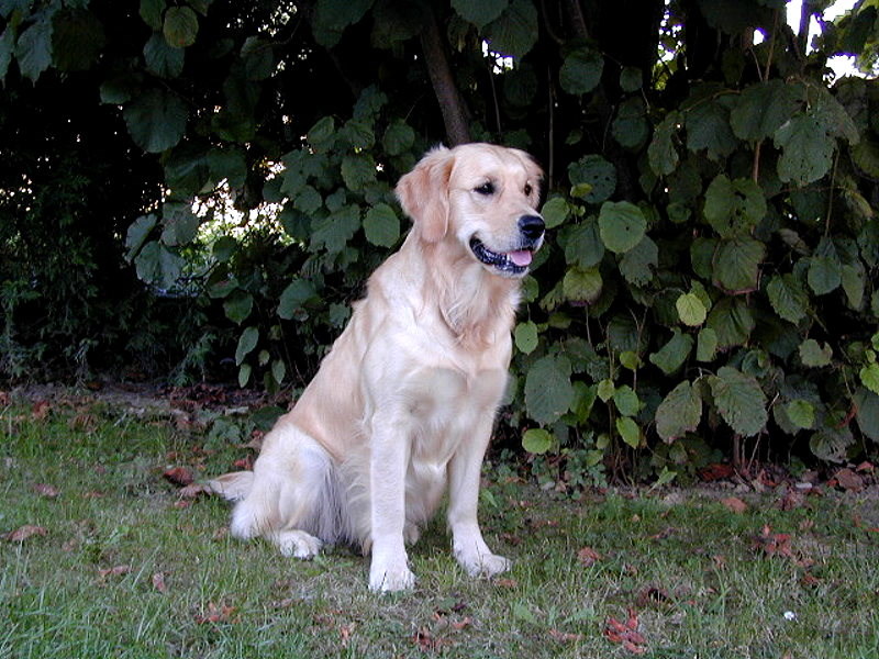 1999 09 05 Dana sitz unterm Nussbaum.jpg