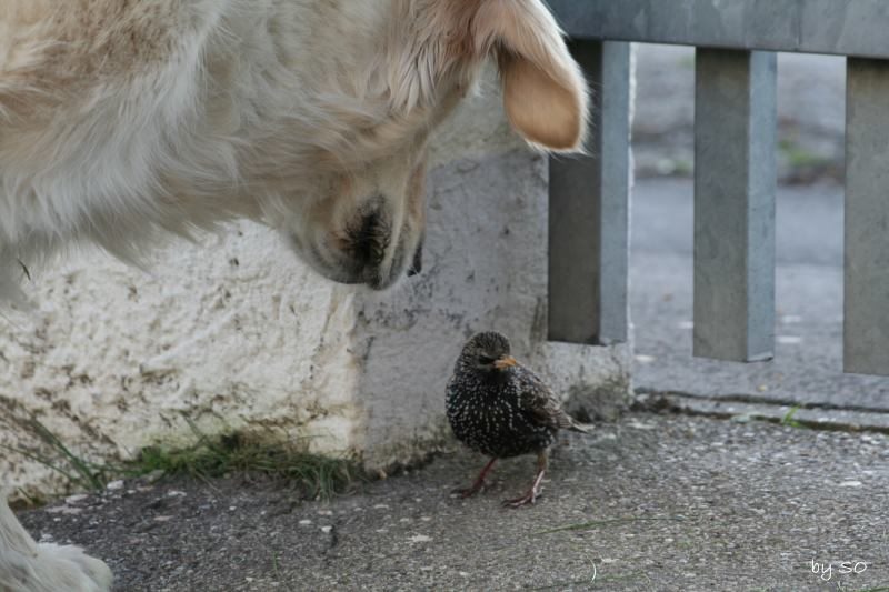 2007 04 05 Ilea mit Piepmatz  IMG_4511.jpg