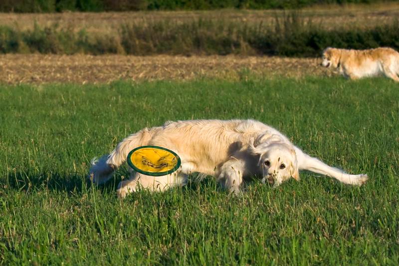 2008 08 18 Frisbee Ilea IMG_4335.jpg