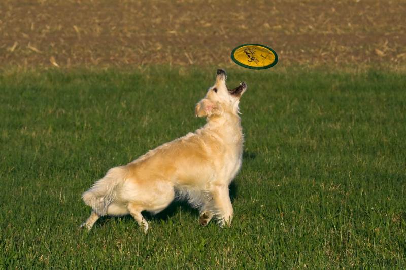 2008 08 18 Frisbee Ilea IMG_4415.jpg