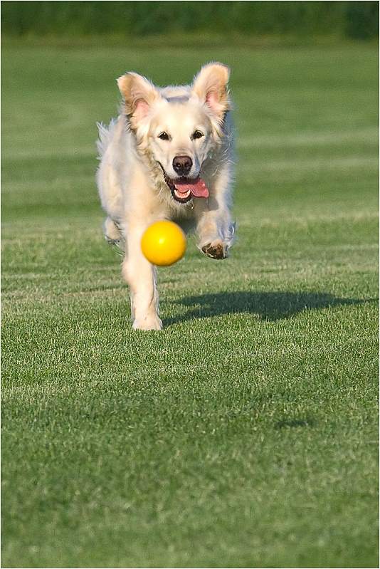 2009 05 20 Hundefangen FFI Ilea IMG_8447_FFI.jpg