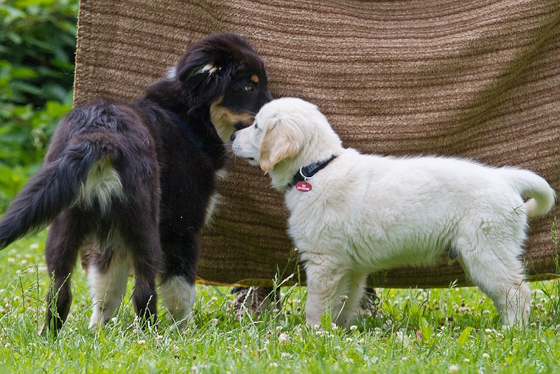2011 06 25 Xavi Hundeschule IMG_2464_WEB.jpg