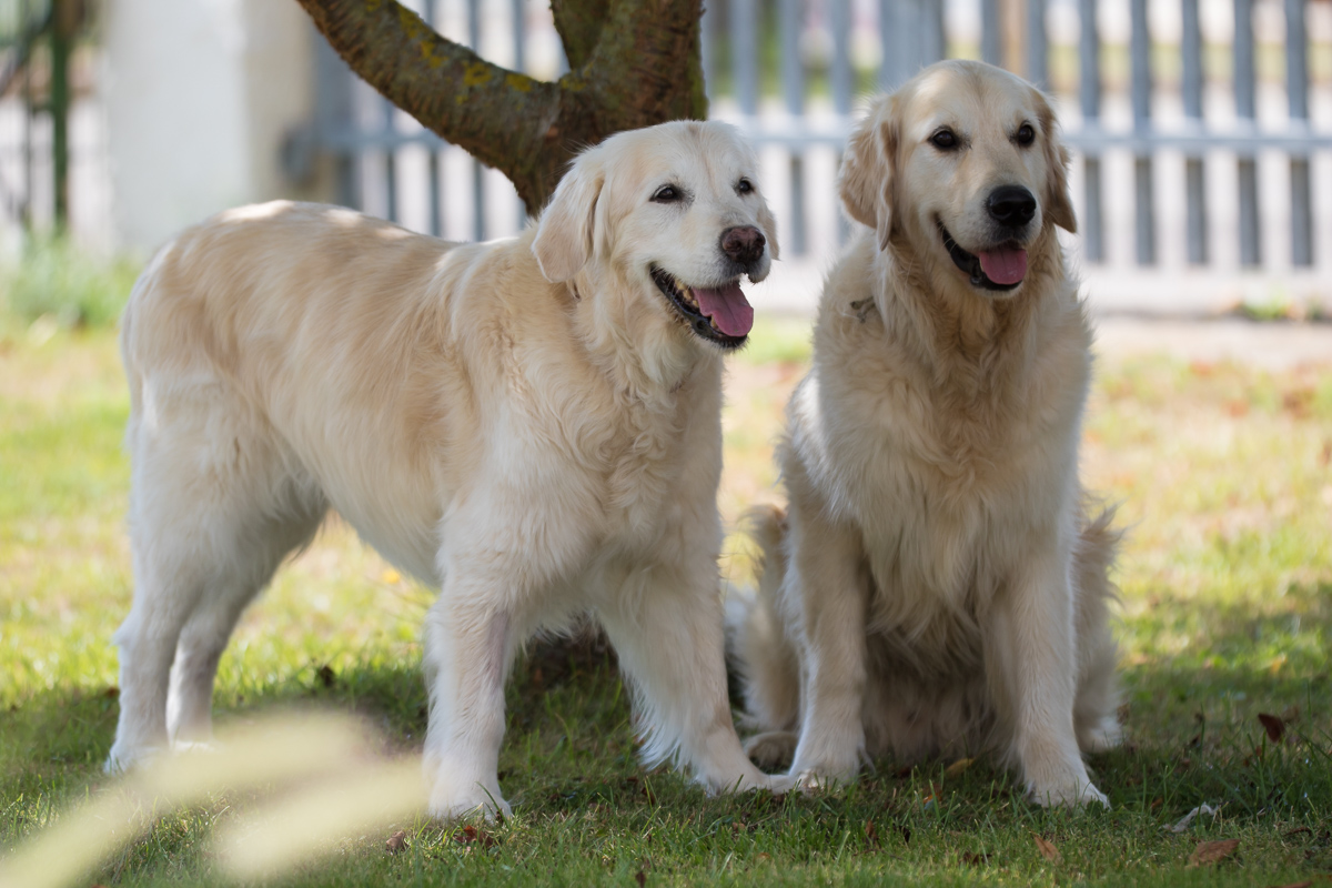 2015 08 18 8516  Ilea Xavi .jpg