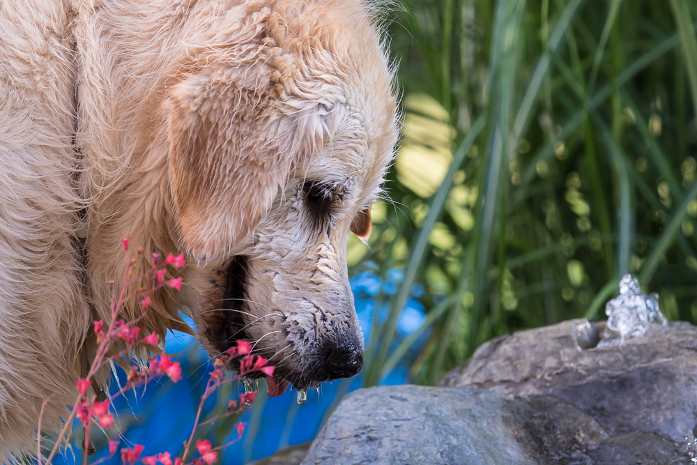 2015_07_05_0933_Canon EOS 7D Mark II_F24A4526_WEB.jpg