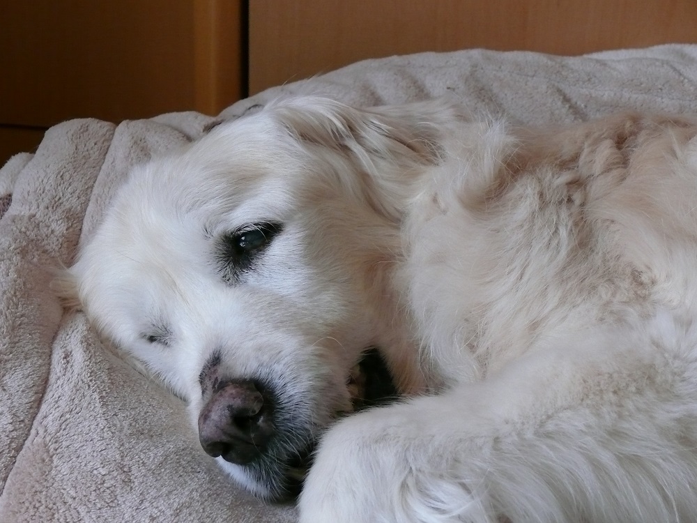 2016 07 31 letzte Fotos P1190241.jpg