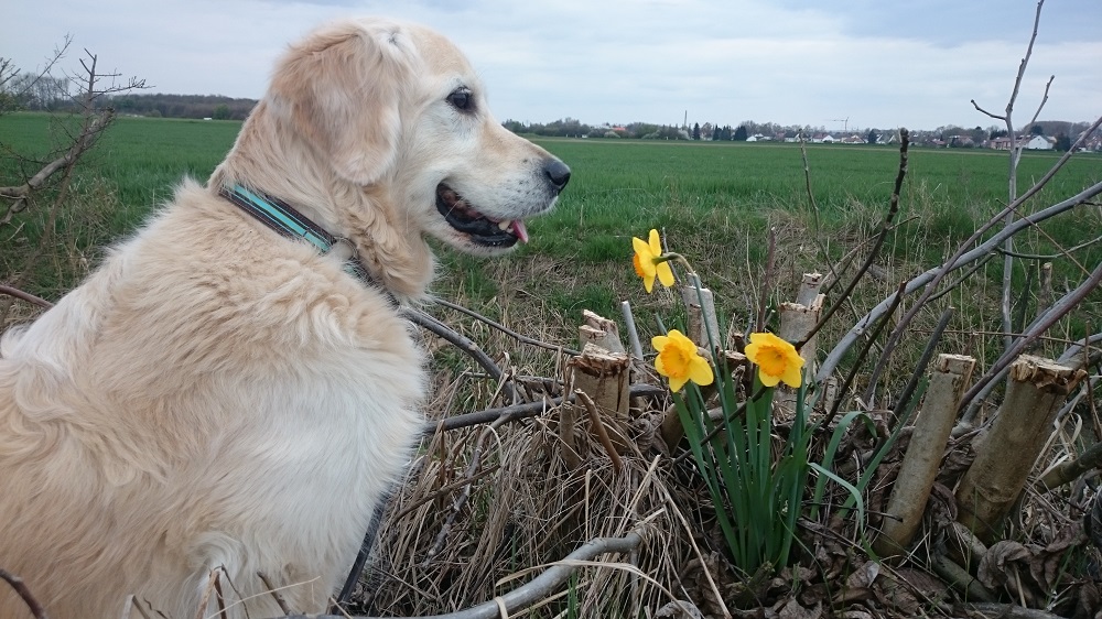 2016 04 08 DSC_0058.jpg