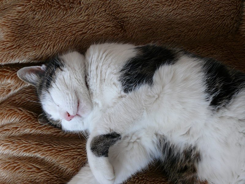 2009 01 29 P1020301.jpg